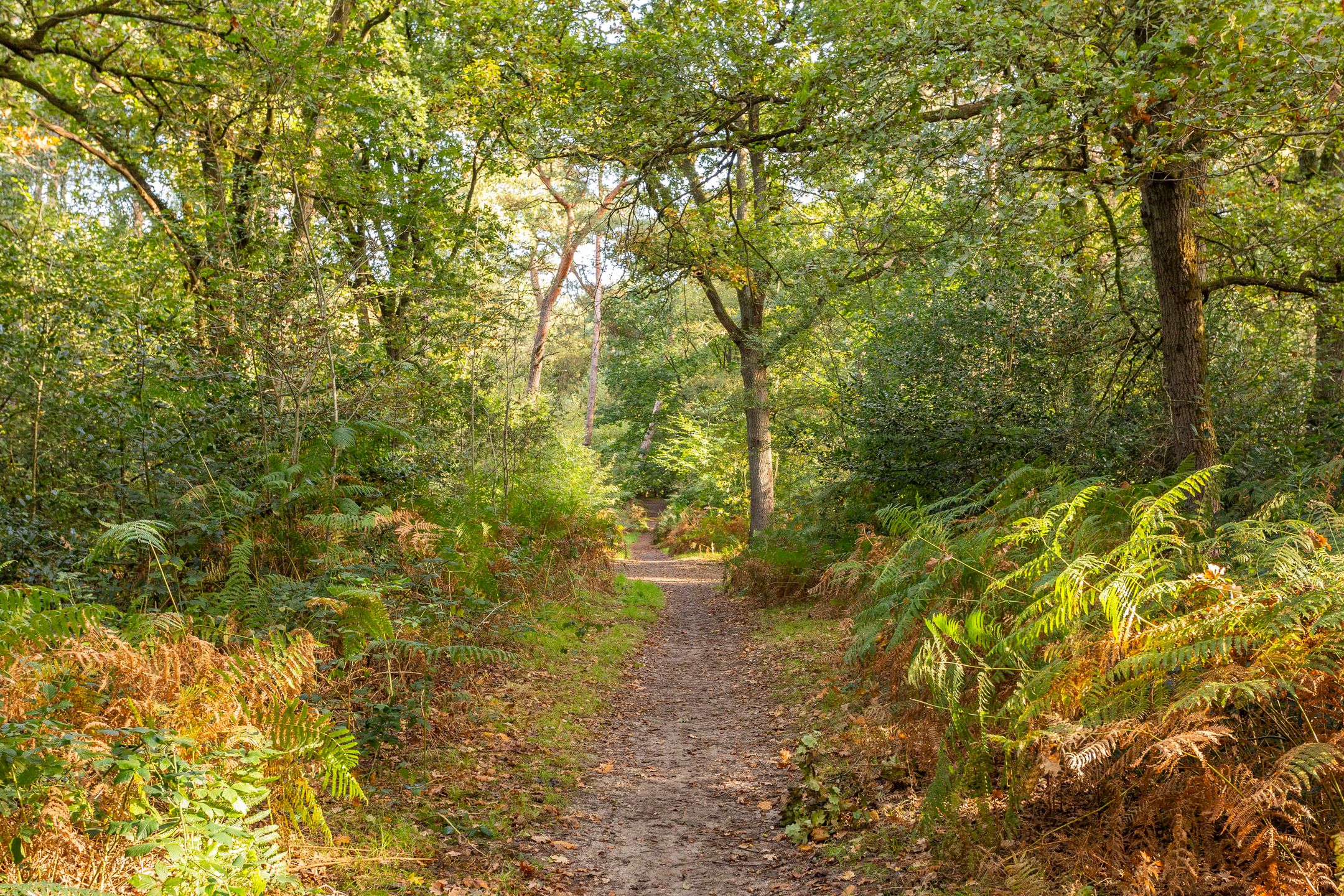 Foto 27 van Hugo van der Goeslaan 41