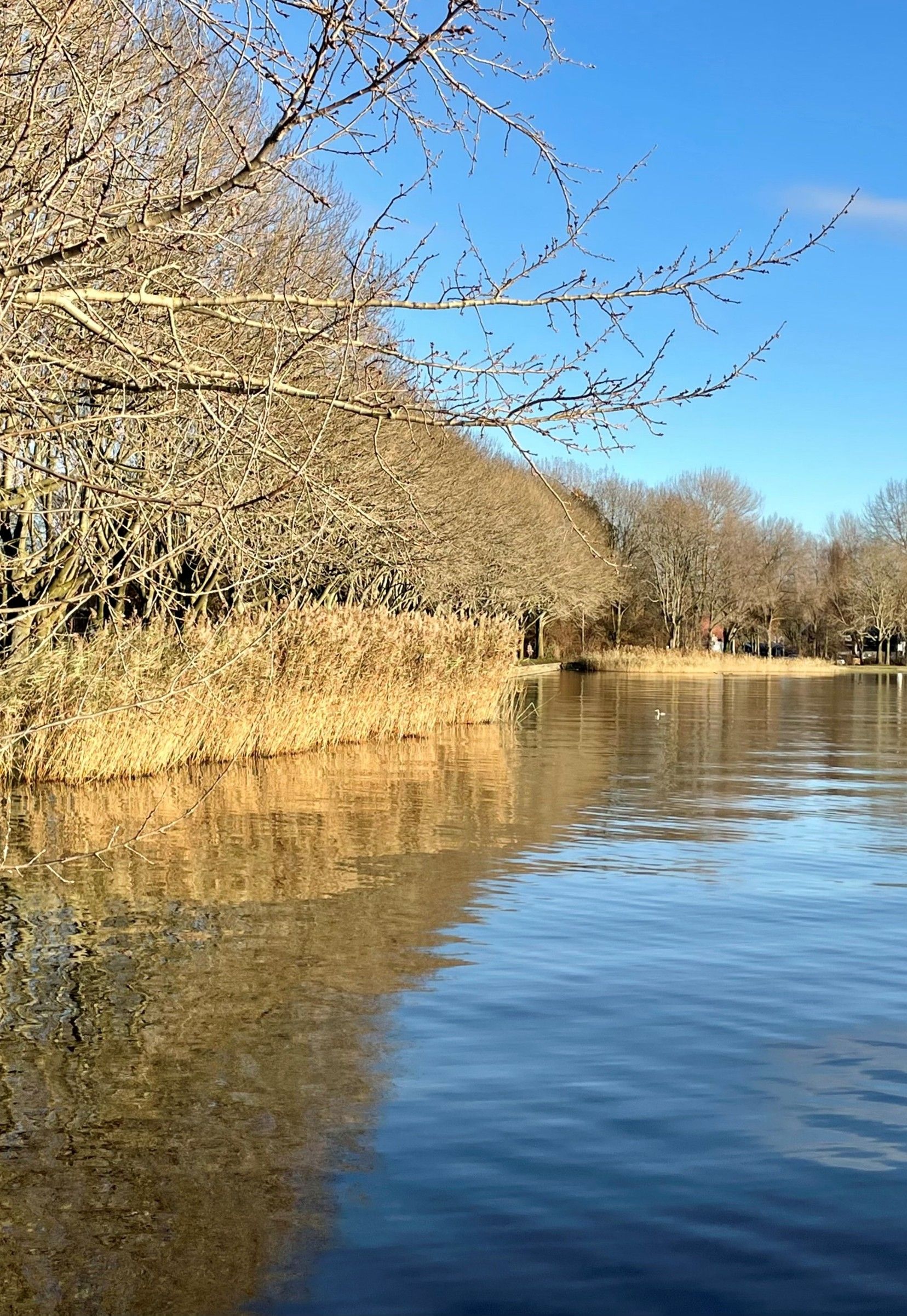 Foto 18 van Plutostraat 358