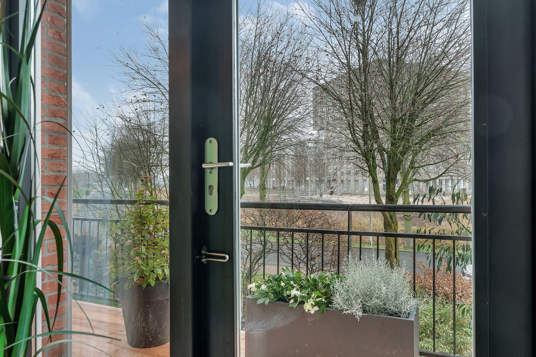 Foto 27 van Veldbeemdgras 12