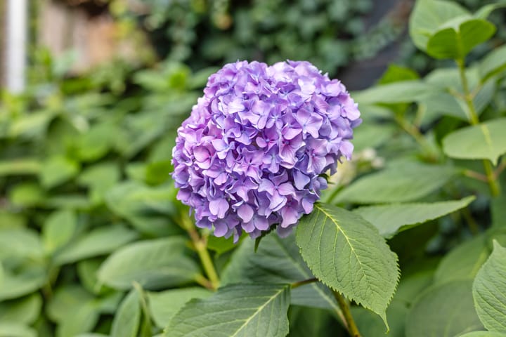 Foto 60 van Kerkdijk 4