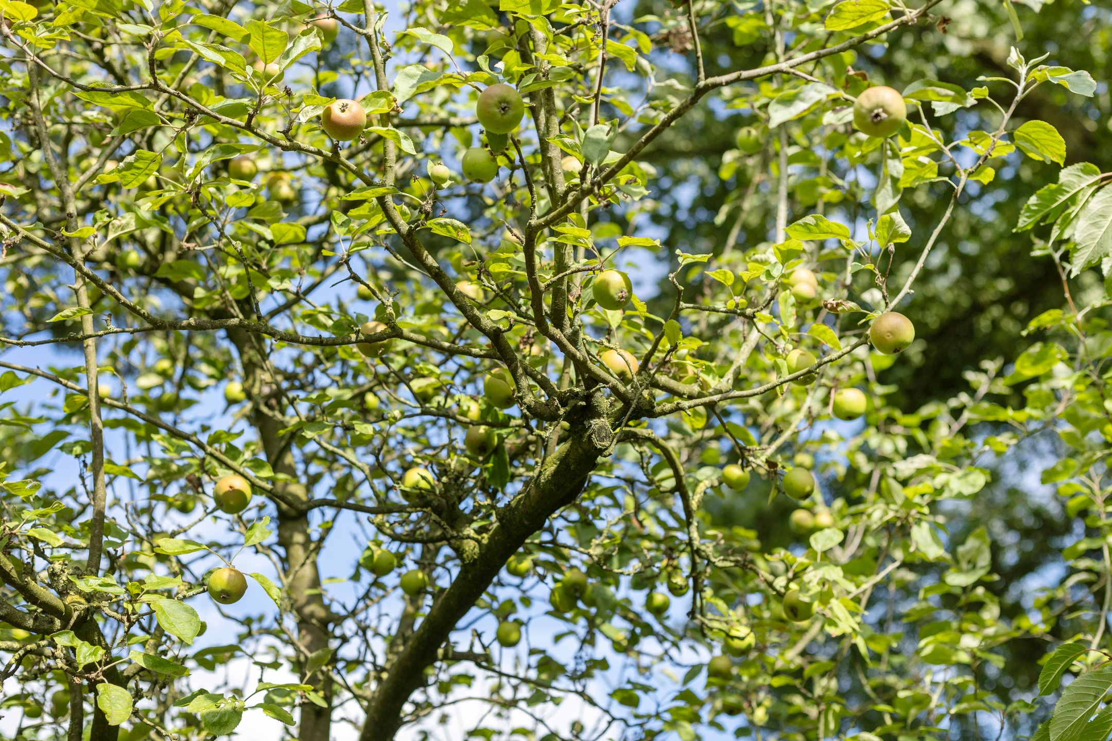 Foto 66 van Kerkdijk 4