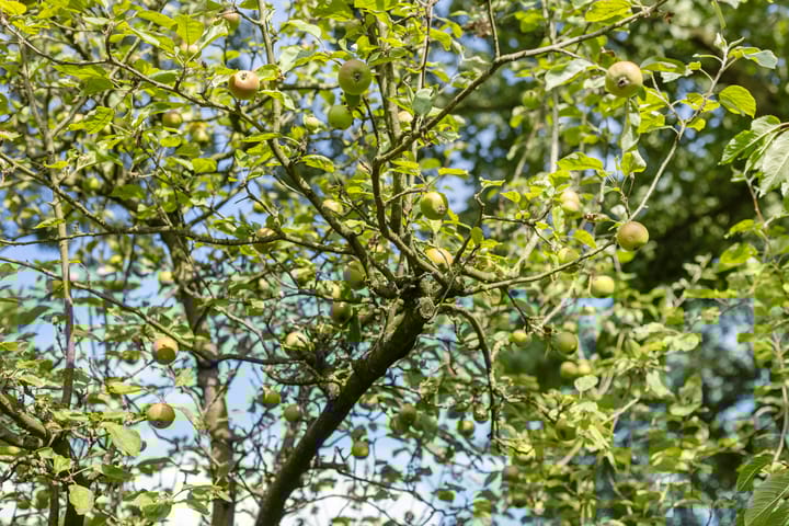 Foto 66 van Kerkdijk 4