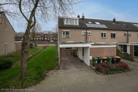 Boekweitveld thumbnail