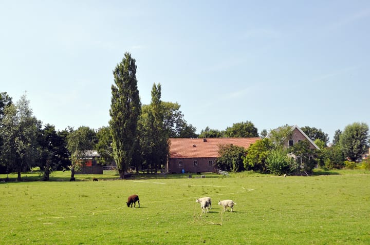 Foto 49 van Cypergras 203