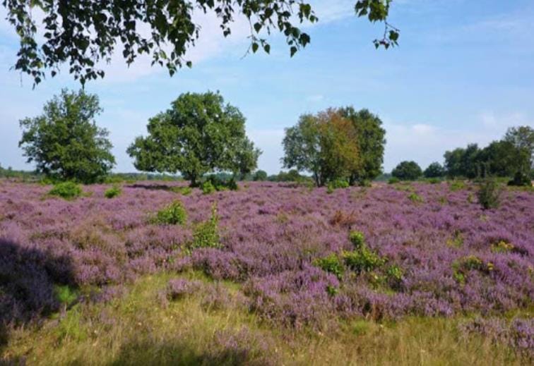 Foto 24 van Zeverijnstraat 61