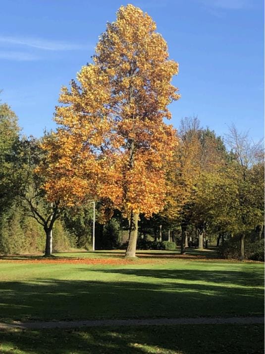 Foto 38 van Herlaer 51