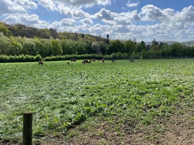 Bekijk foto 5 van Roevoetsweg