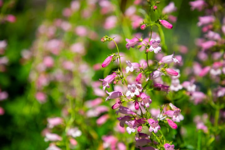 Foto 80 van Apenhorsterweg 2