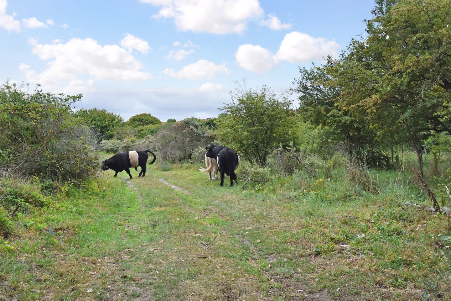 Foto 40 van Zwolsestraat 146