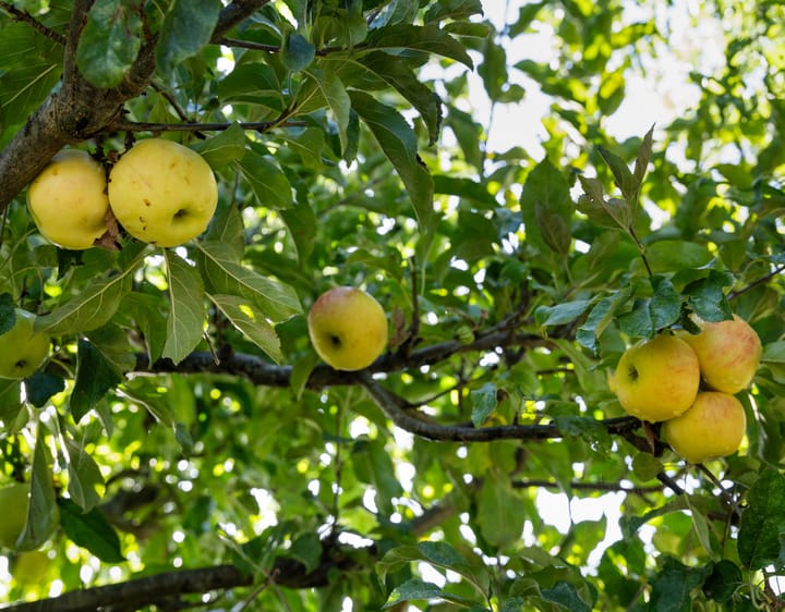 Foto 34 van Esdoornlaan 21