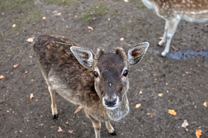 Foto 50 van Voorstveld 3