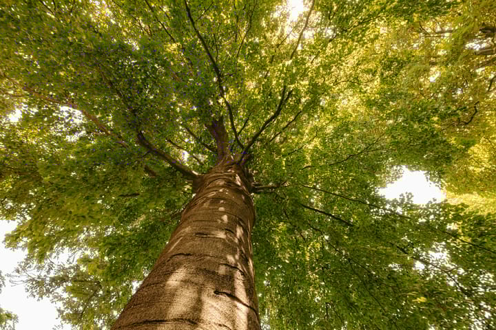 Foto 22 van Keizersgracht 596