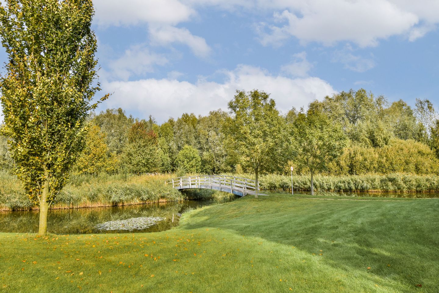 Photo 40 of Groene Kikker 11