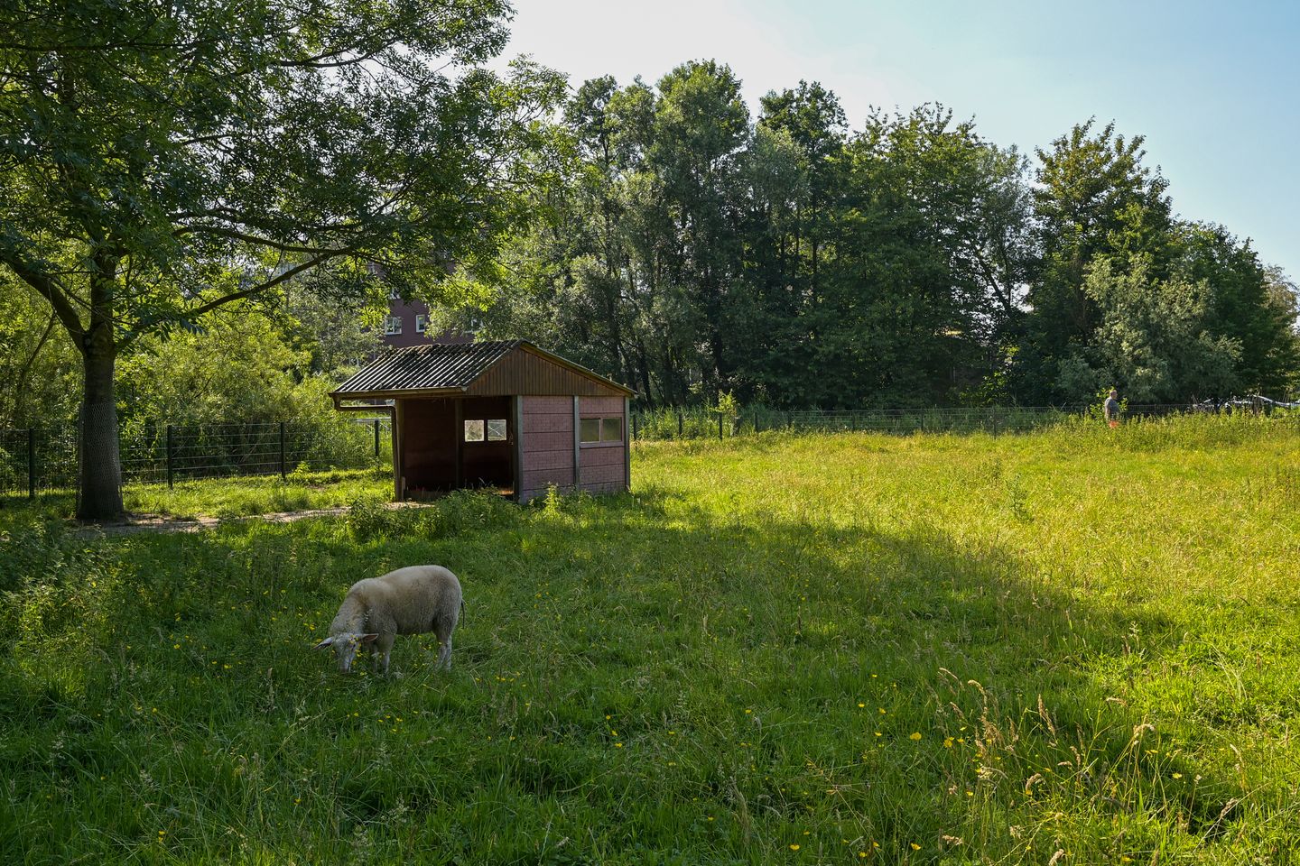 Foto 40 van Boekweitkamp 121