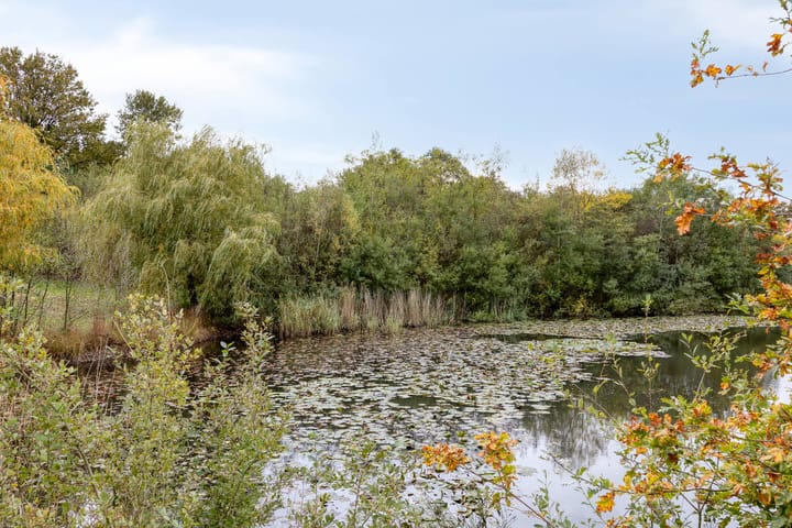 Photo 40 of Zandroos 1