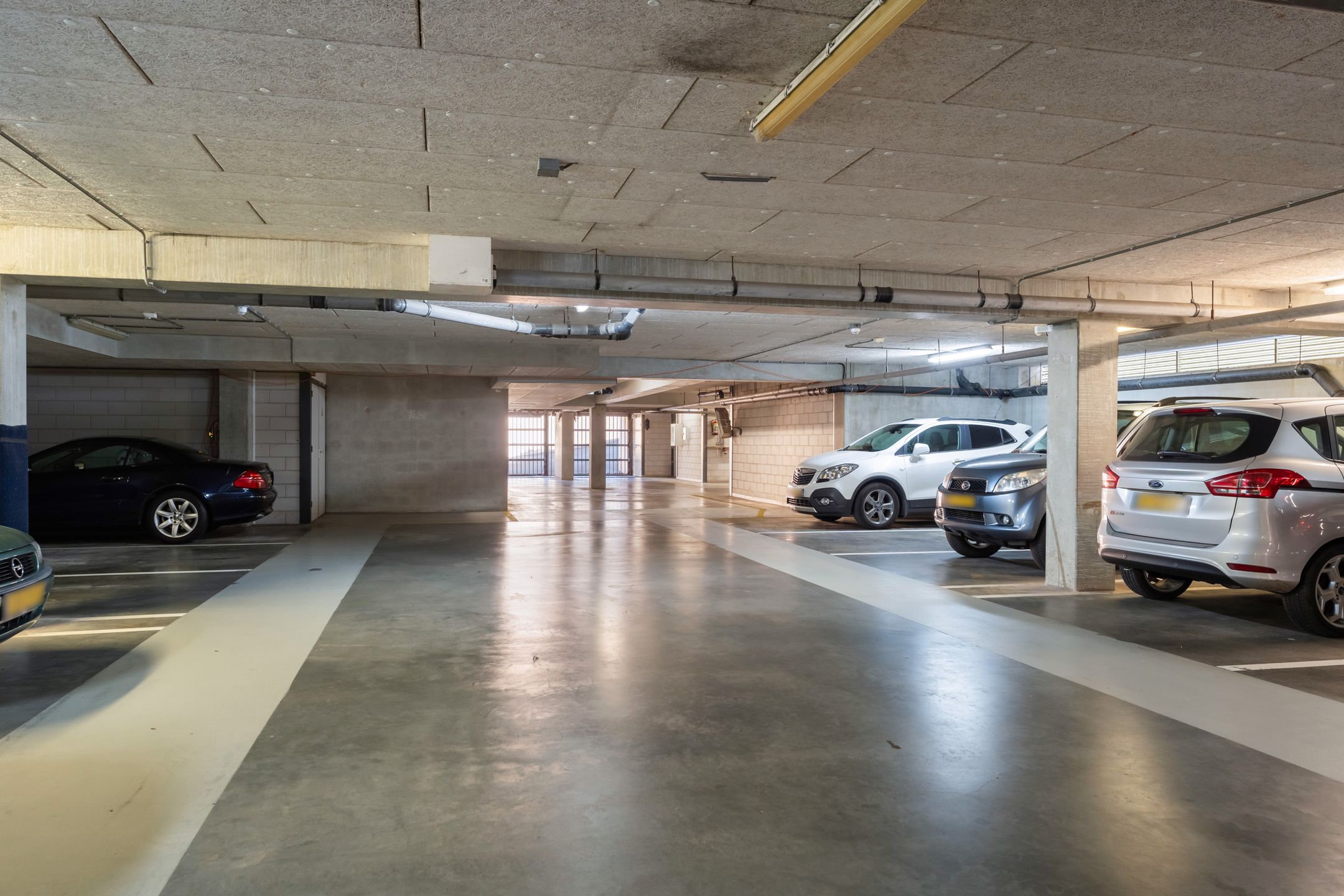 Foto 36 van Slangekruid 119