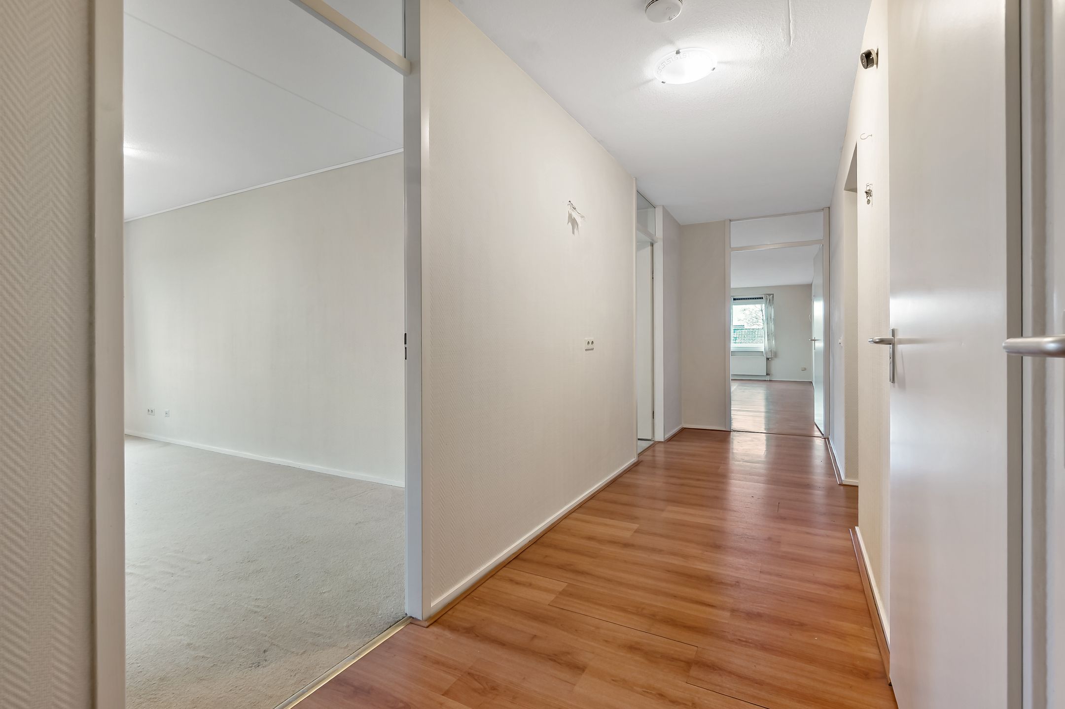 Photo 6 of Cypergras 113