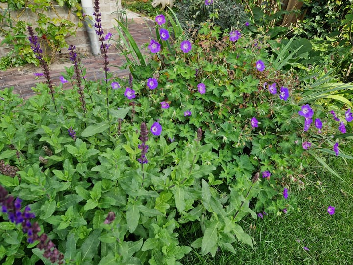 Foto 44 van Anemoonstraat 10