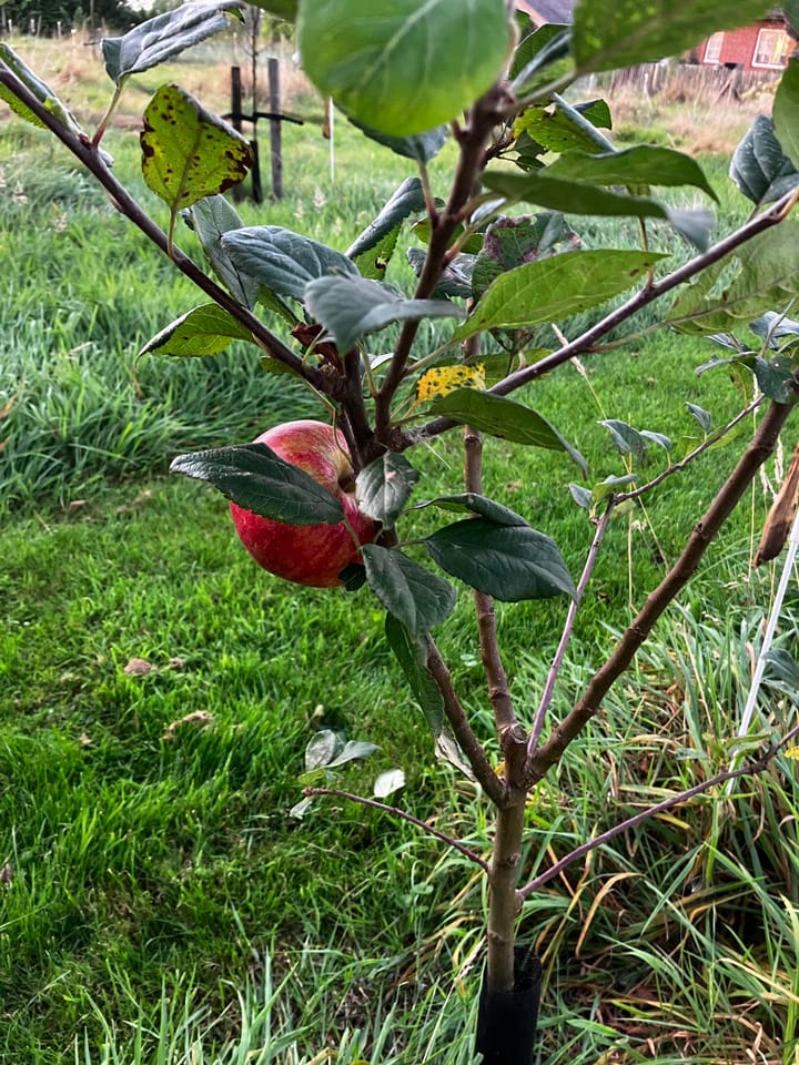 Foto 56 van Waalderweg 40