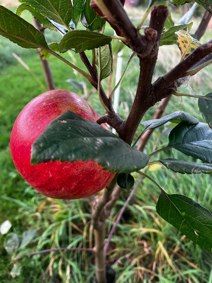 Foto 57 van Waalderweg 40