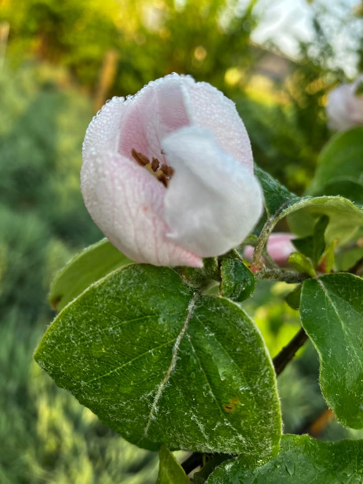 Foto 59 van Waalderweg 40