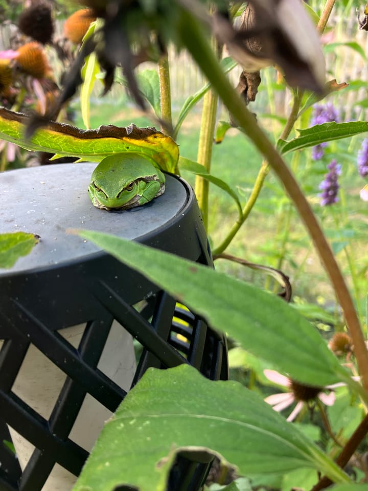 Foto 60 van Waalderweg 40