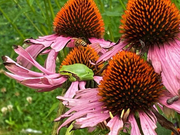 Foto 61 van Waalderweg 40