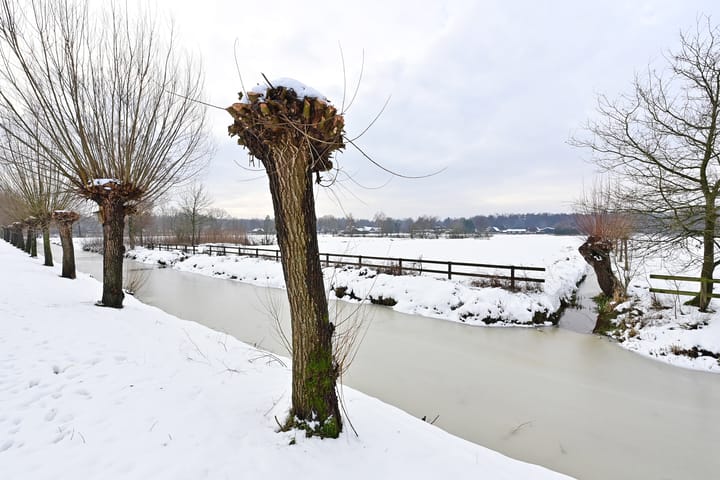 Foto 5 van Honingbij 24