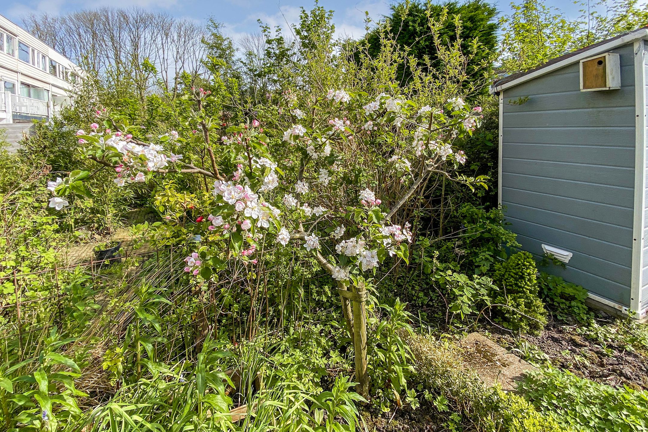 Foto 18 van Rode Klaver 38