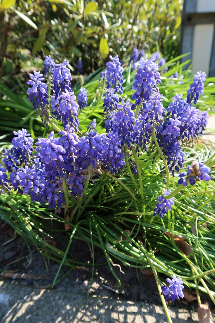 Foto 24 van Vossersteeg 66-A