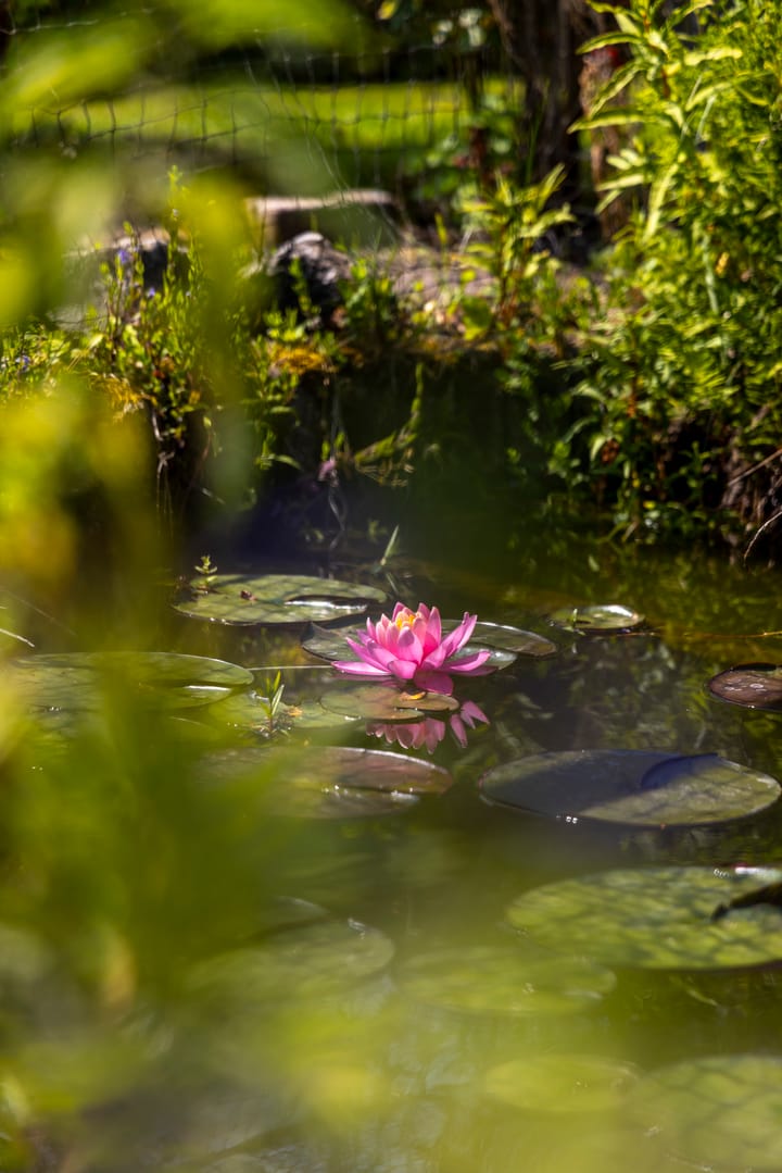 Foto 40 van Dorpsweg 90