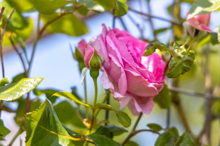 Foto 42 van Dorpsweg 90