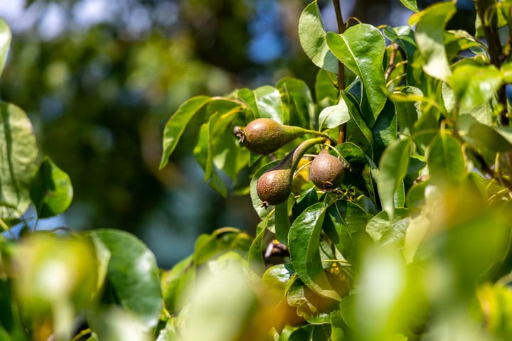 Foto 45 van Dorpsweg 90