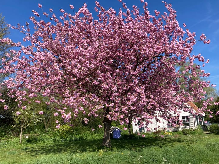 Foto 65 van Zuiddijk 9