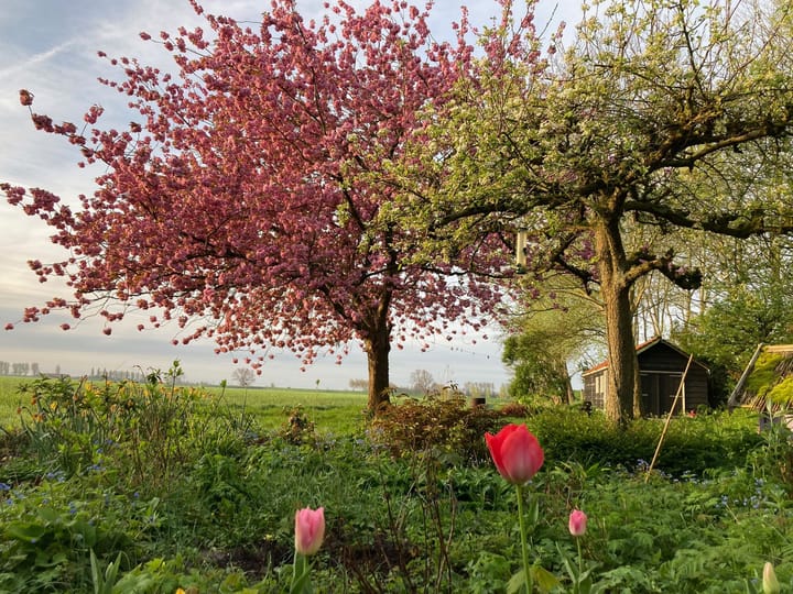 Foto 66 van Zuiddijk 9