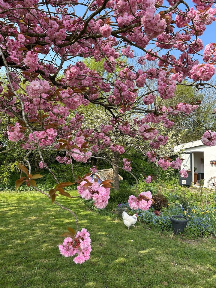 Foto 68 van Zuiddijk 9