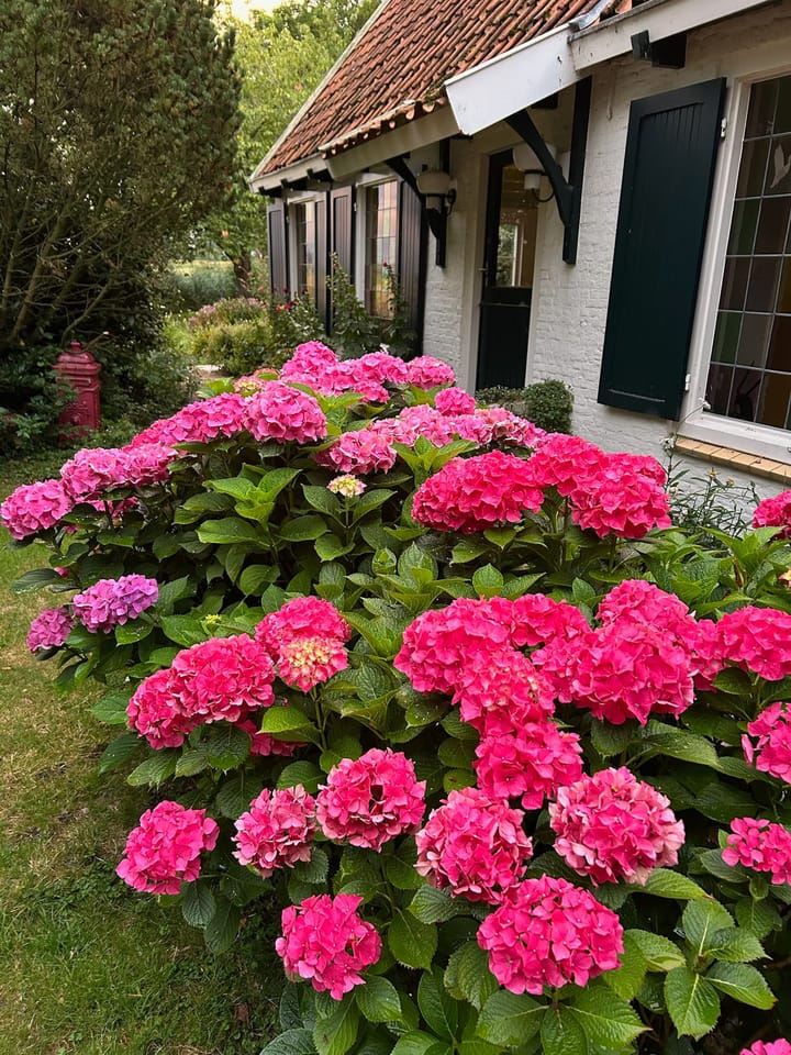 Foto 71 van Zuiddijk 9