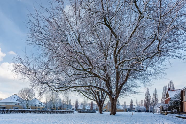 Foto 50 van Anemoonstraat 17