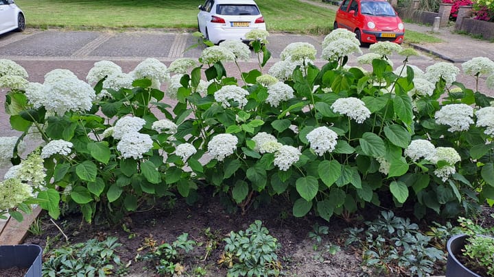 Foto 54 van Anemoonstraat 17