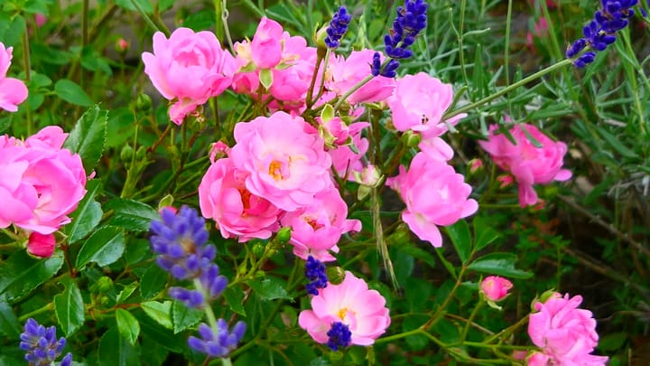 Foto 60 van Lofoten 1