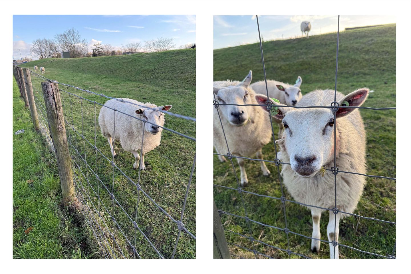 Foto 5 van Starstraat 4