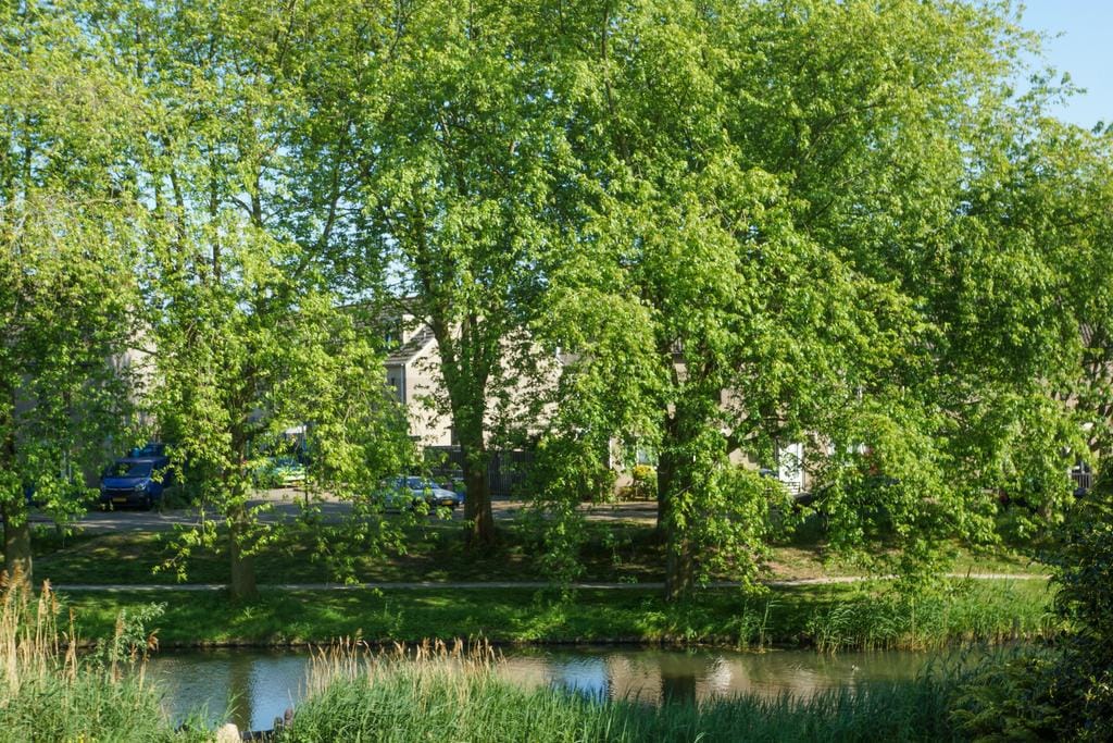 Foto 31 van Moessorgskystraat 18