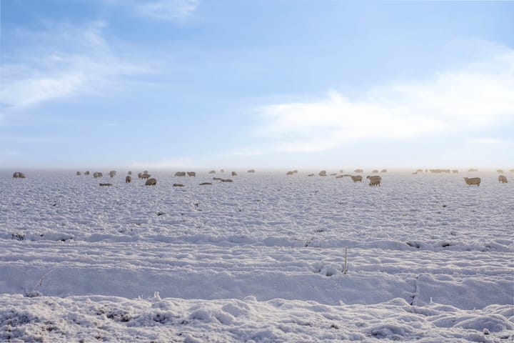 Foto 40 van Lavendelstrook 9