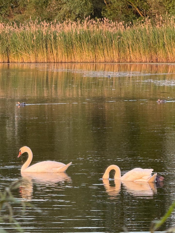 Foto 44 van De Vrijheidswerf 1