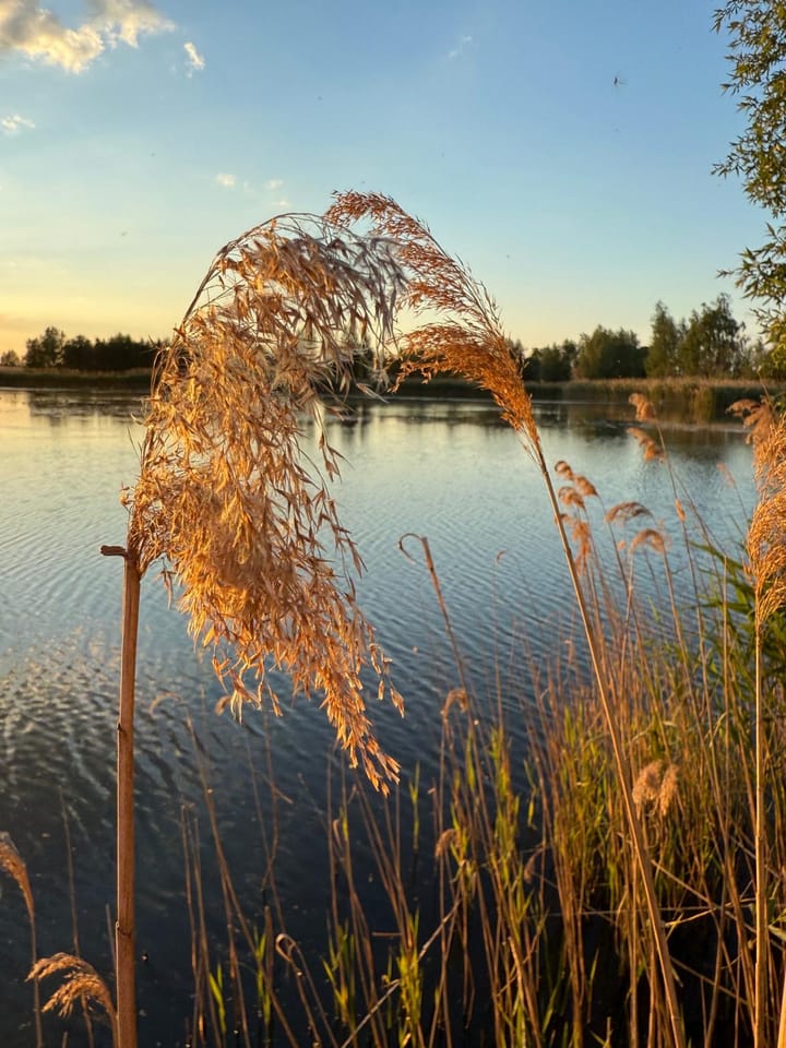 Foto 45 van De Vrijheidswerf 1