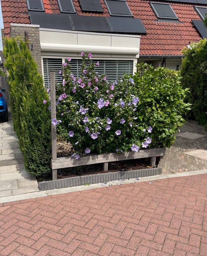 Foto 6 van Vlasakker 19