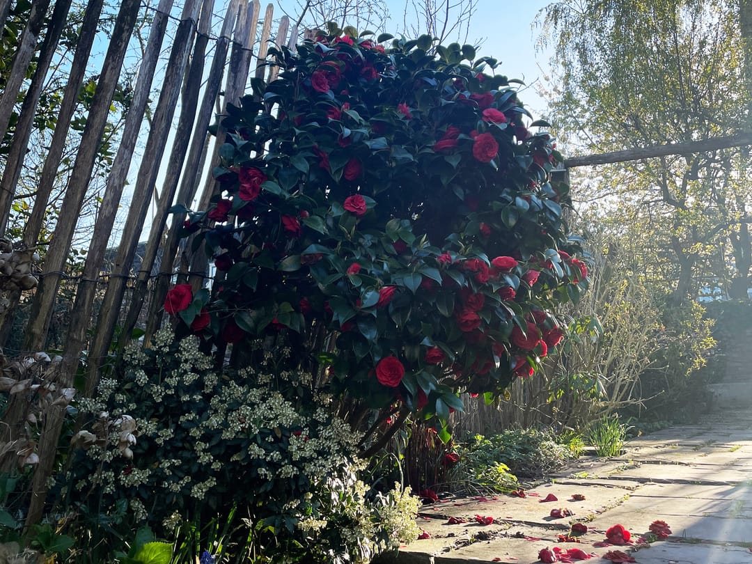 Foto 46 van Walplantsoen 18