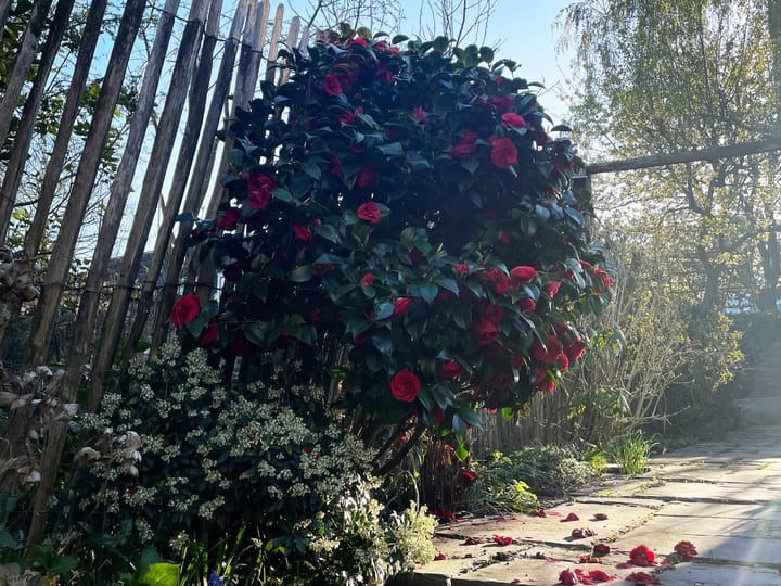 Foto 53 van Walplantsoen 18