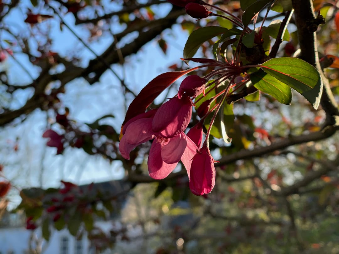 Foto 47 van Walplantsoen 18