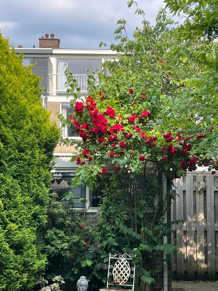 Foto 46 van Kernkampplantsoen 91